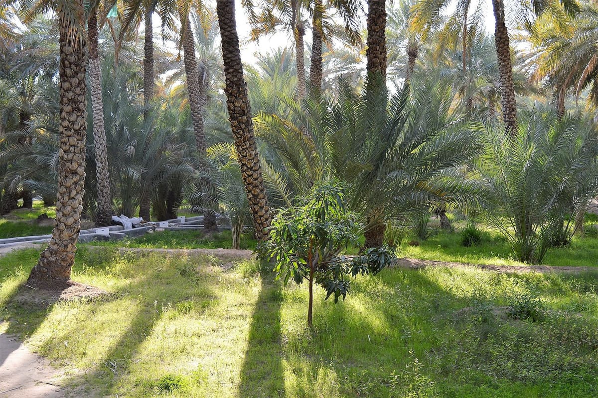 Jalur pejalan kaki di oasis Al Ain dengan pohon kurma