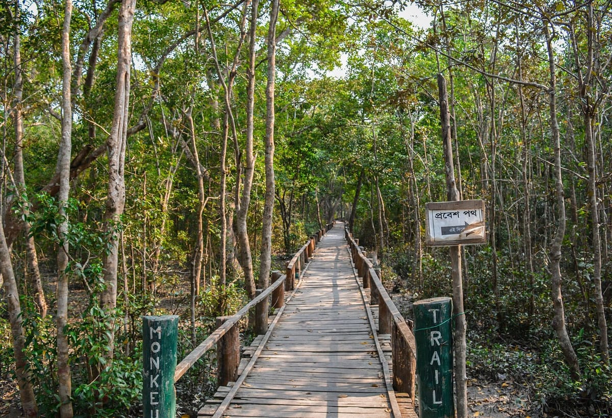 Hutan mangrove di Suaka Margasatwa Sundarbans Timur, Bangladesh