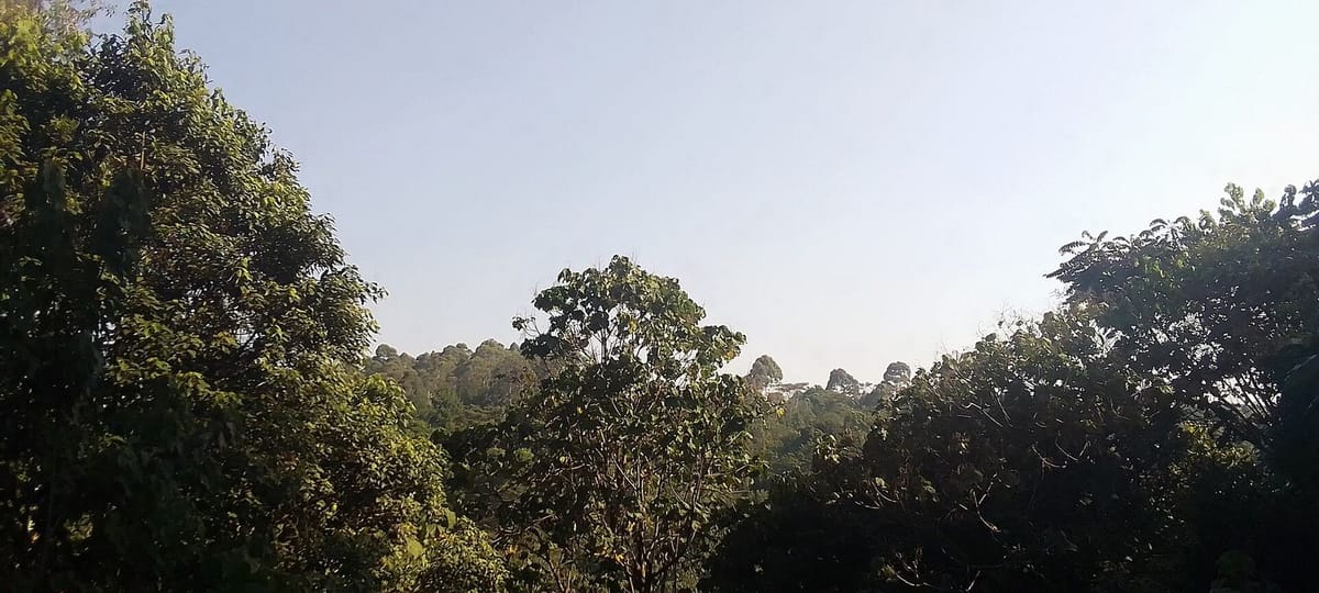 Hutan pegunungan di Taman Nasional Kibira