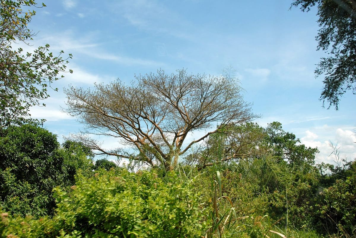 Lanskap delta Sungai Rusizi di Taman Nasional Rusizi