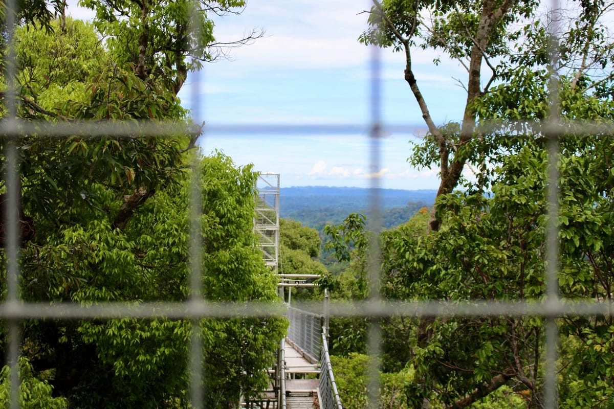 Jembatan kanopi di hutan hujan Taman Nasional Ulu Temburong