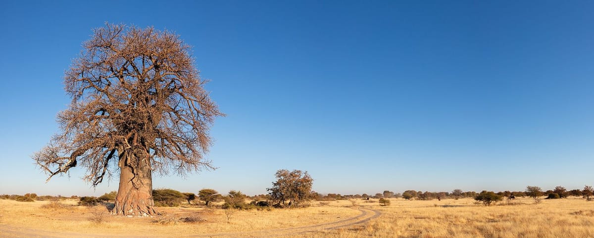 Pohon baobab di dataran garam Makgadikgadi dengan langit luas