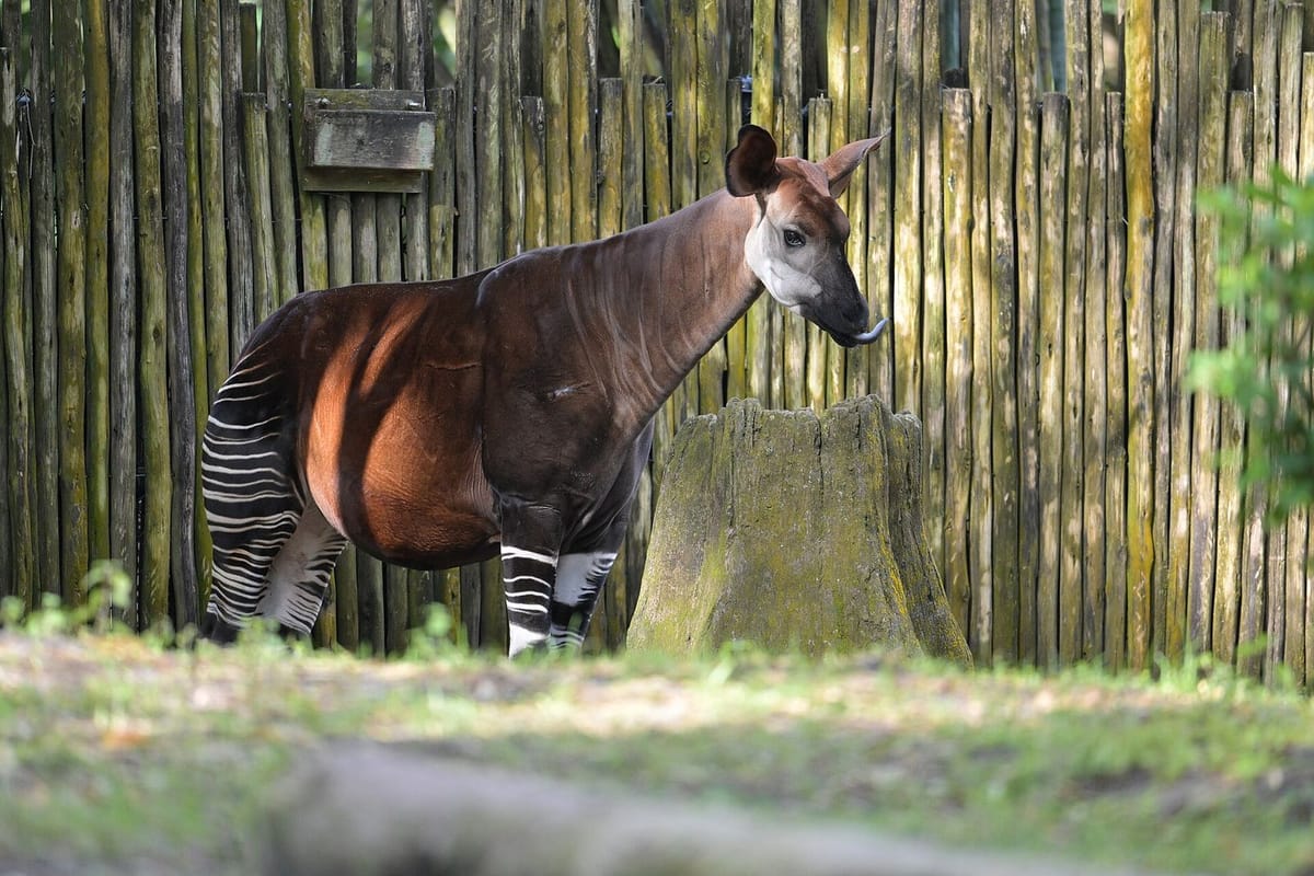 Okapi dengan belang hitam putih di kaki depan dan tubuh cokelat