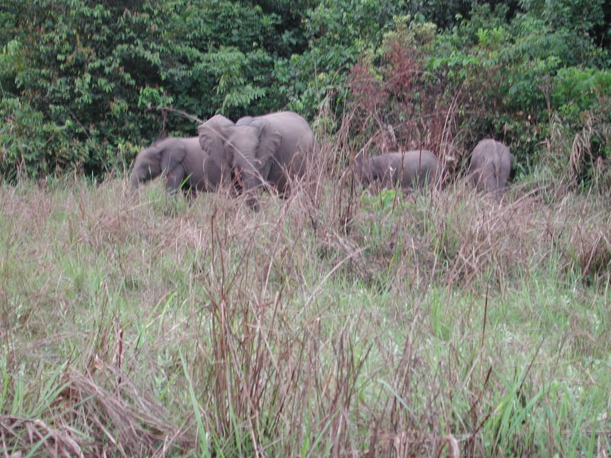 Gajah hutan Afrika di Taman Nasional Odzala-Kokoua