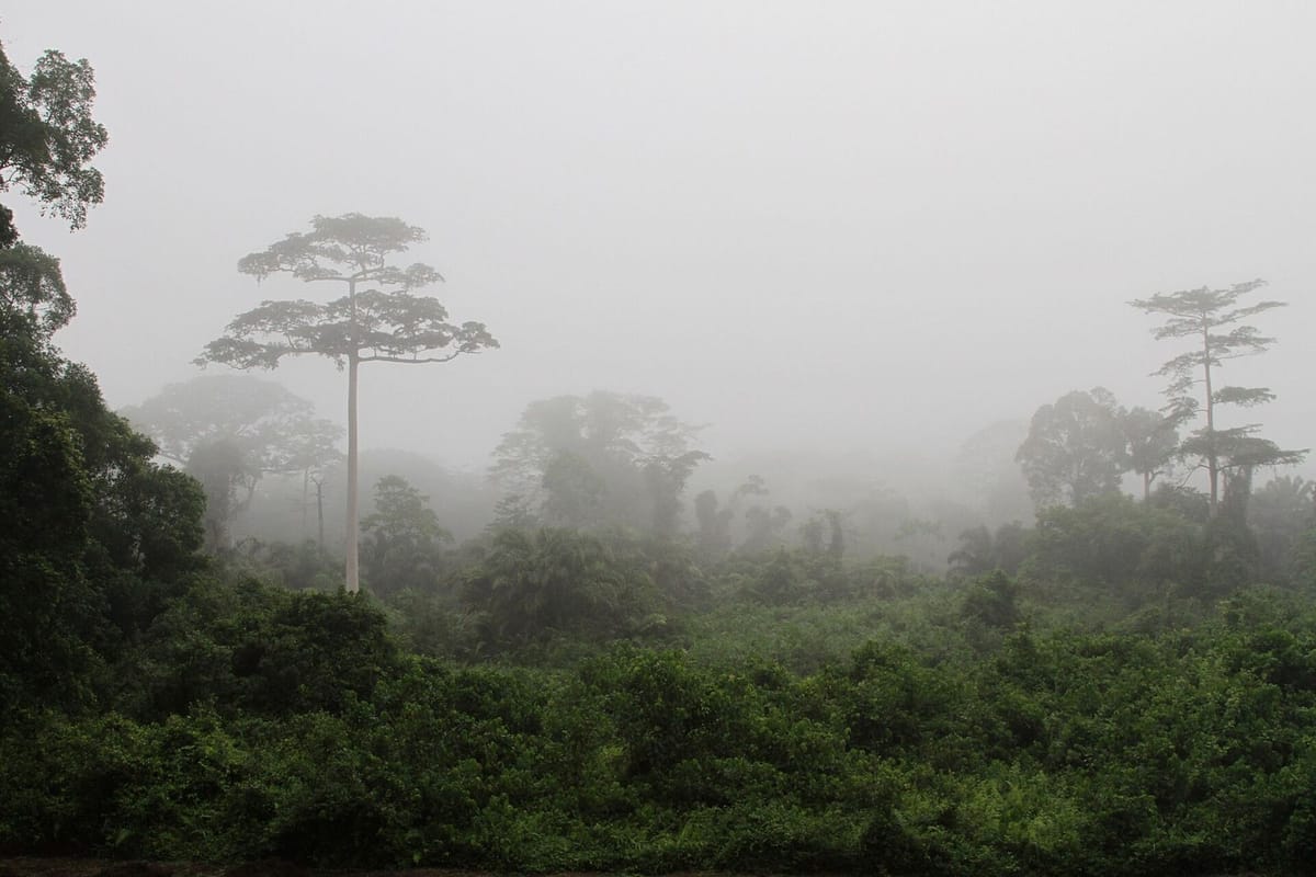 Hutan hujan lebat di Taman Nasional Taï