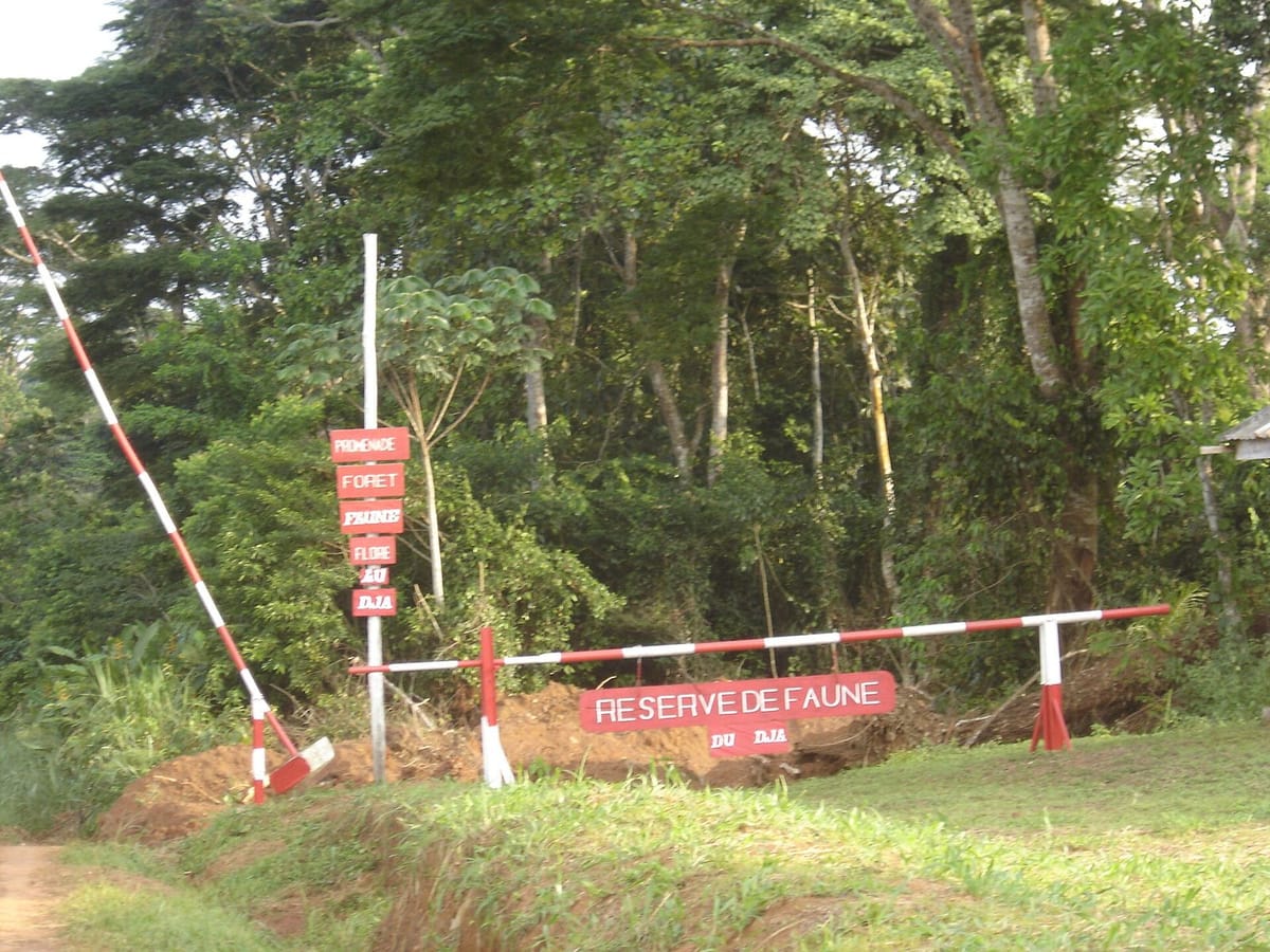 Hutan hujan Cagar Alam Dja dengan pepohonan tinggi