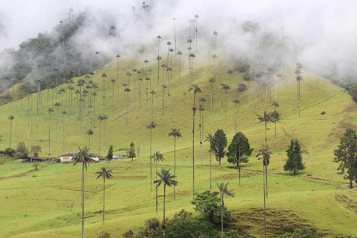 Pohon palem lilin tinggi di Lembah Cocora, Kolombia