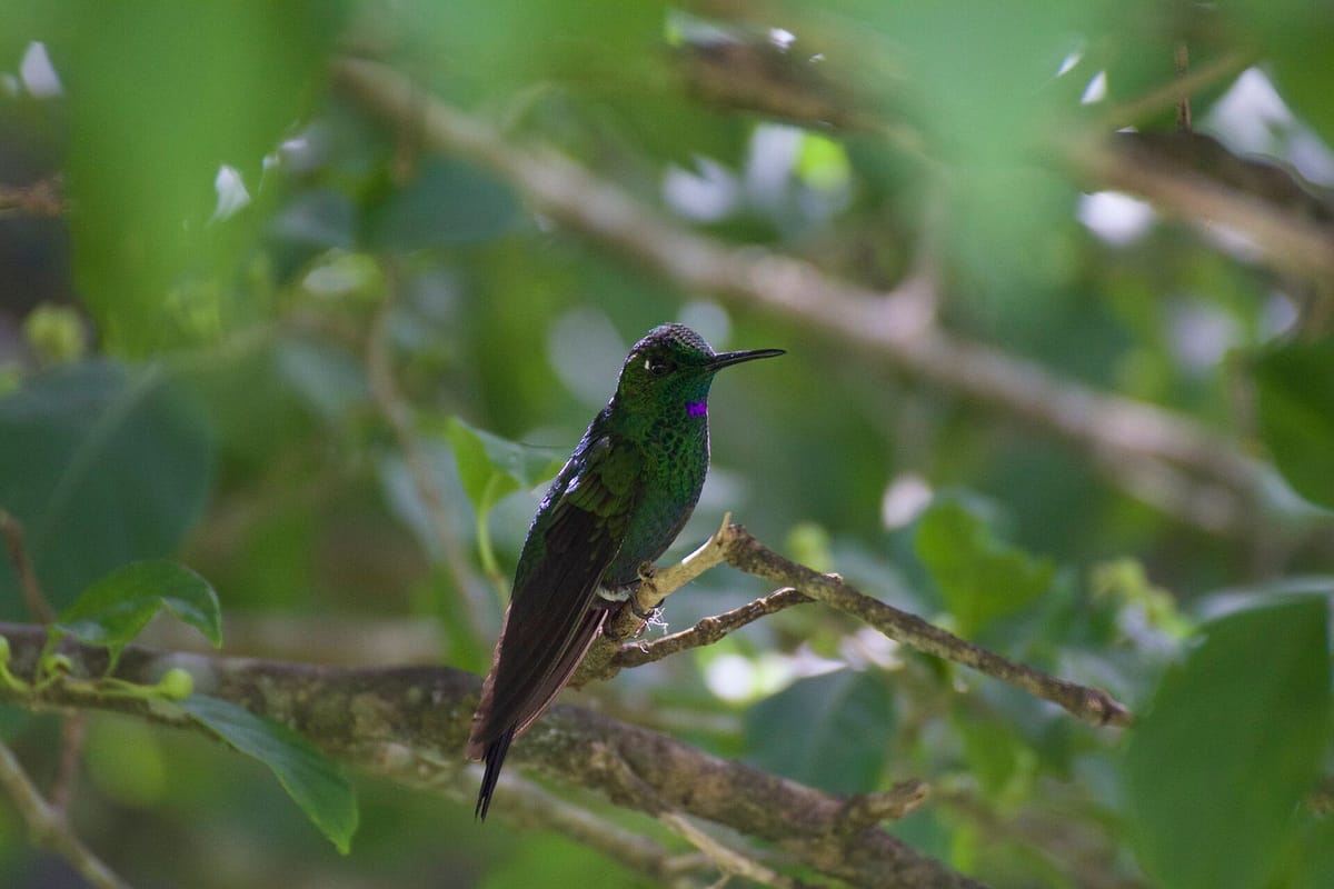 Hutan awan Monteverde yang berkabut