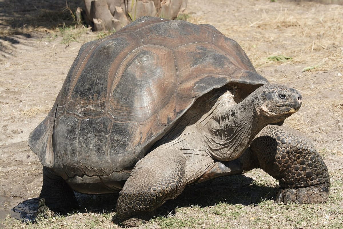 Kura-kura raksasa Galápagos di antara rerumputan