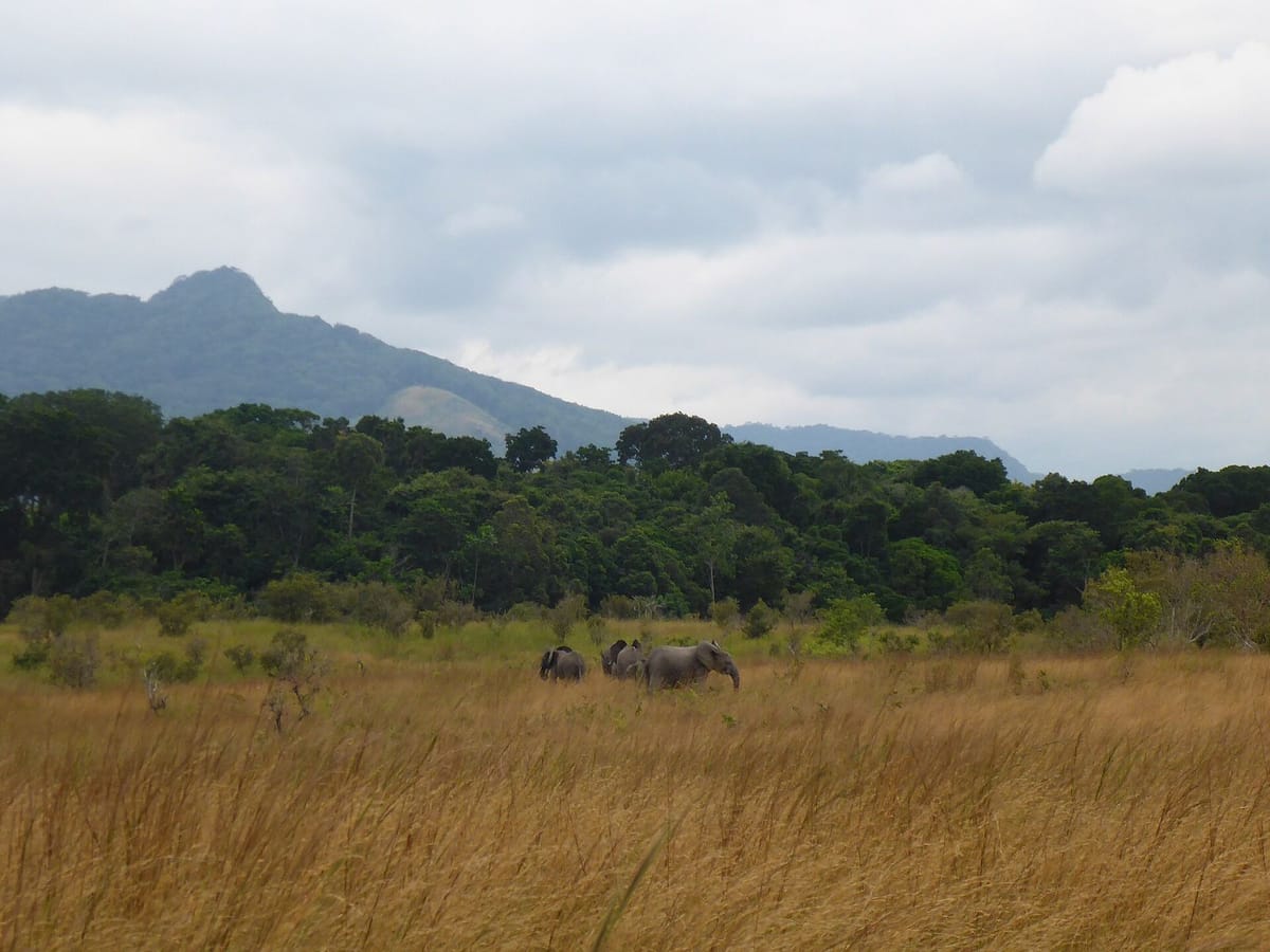 Gajah hutan di savana Taman Nasional Lopé, Gabon