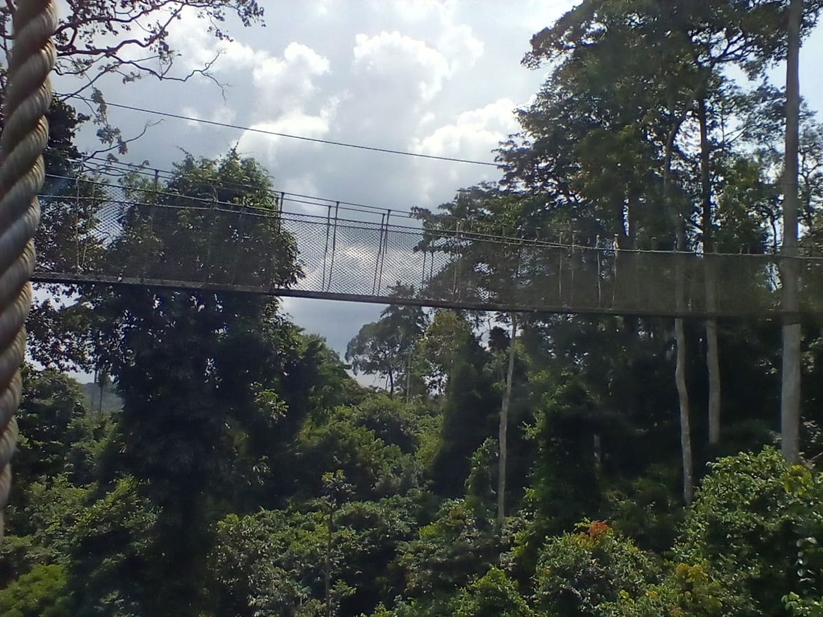 Jembatan kanopi di Taman Nasional Kakum