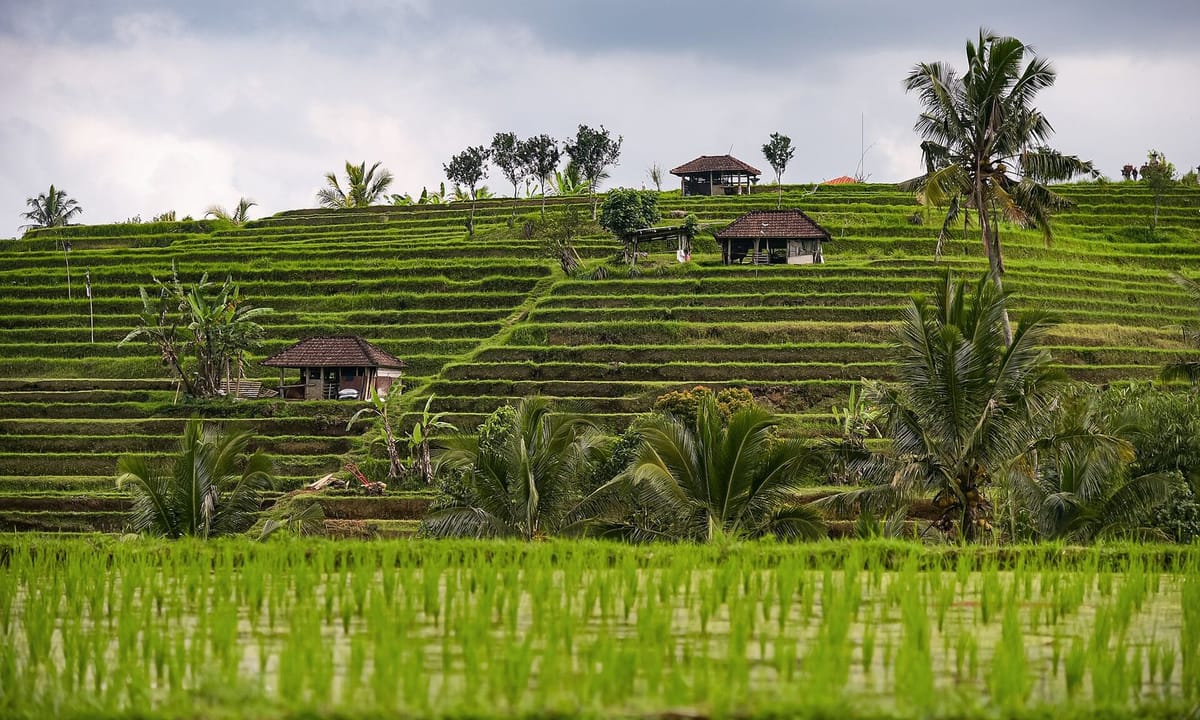 Sawah terasering Jatiluwih yang hijau di Bali