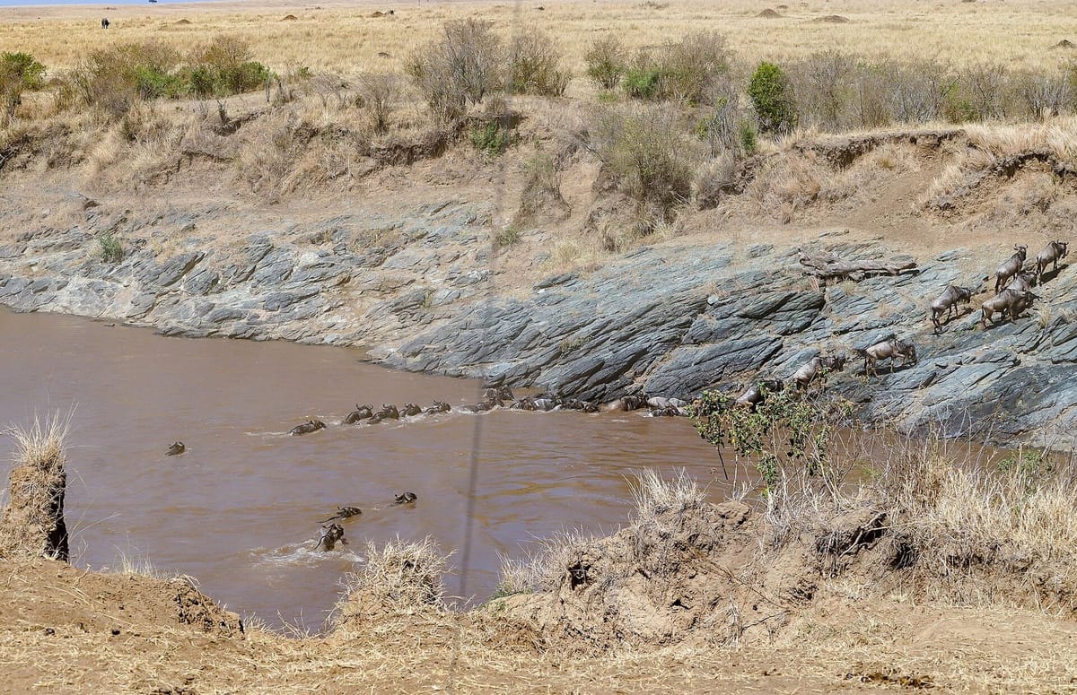 Savana Maasai Mara dengan kawanan satwa liar