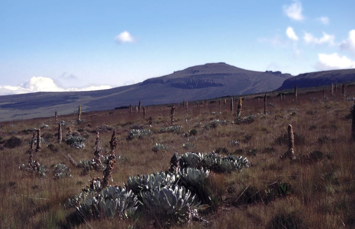 Puncak bersalju Gunung Kenya di atas savana