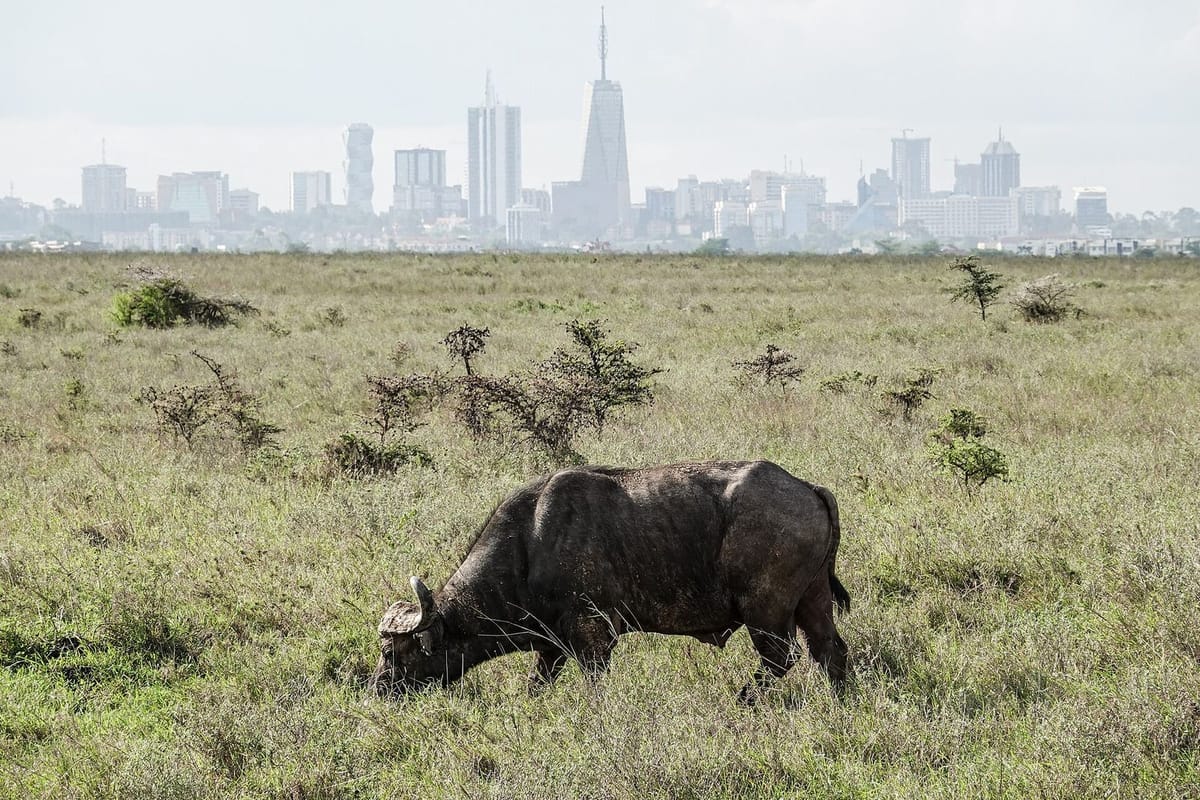 Kerbau di savana Taman Nasional Nairobi dengan cakrawala kota di belakang