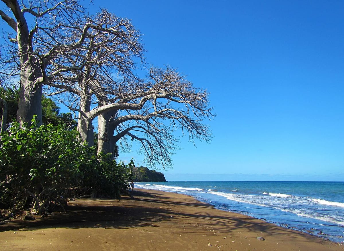 Pohon baobab di atas pasir vulkanik Pantai Sakouli