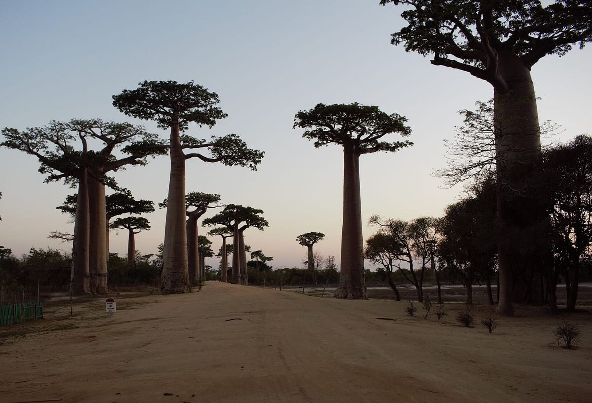 Deretan baobab raksasa di Allee des Baobabs dekat Morondava saat senja