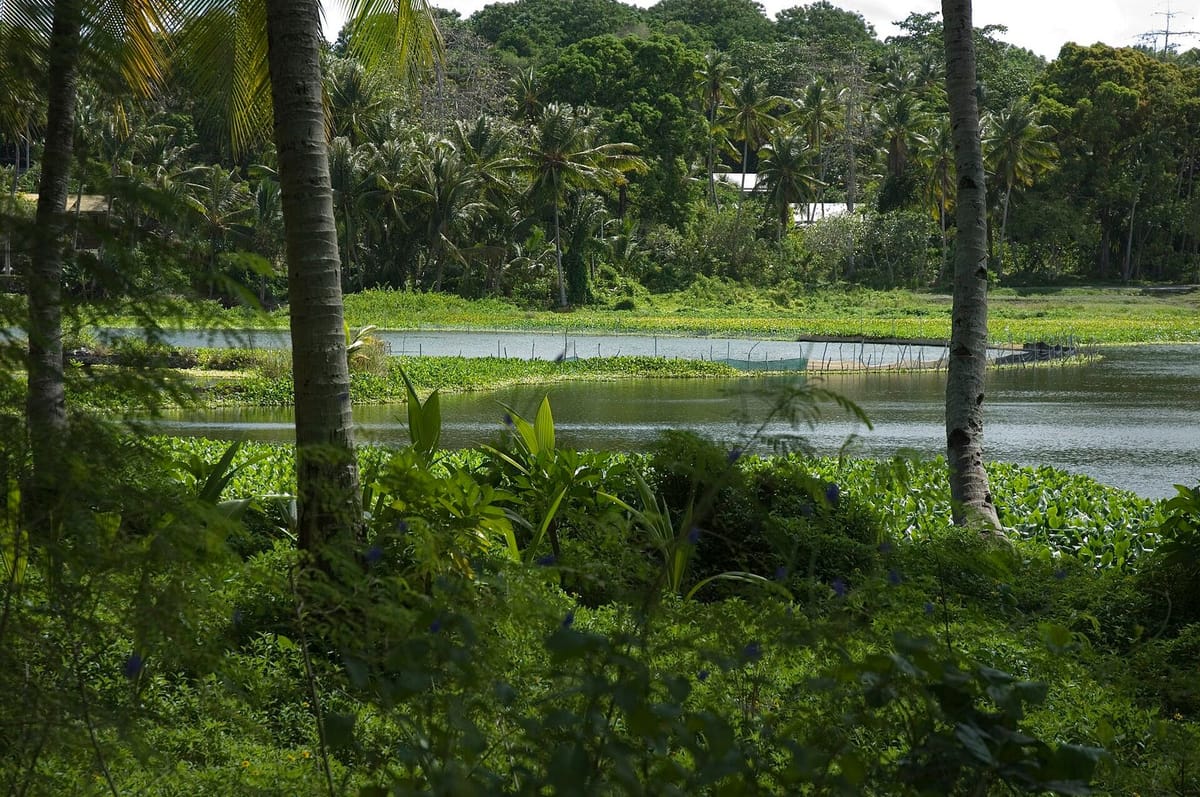 Laguna Buada dikelilingi vegetasi tropis di pedalaman Nauru