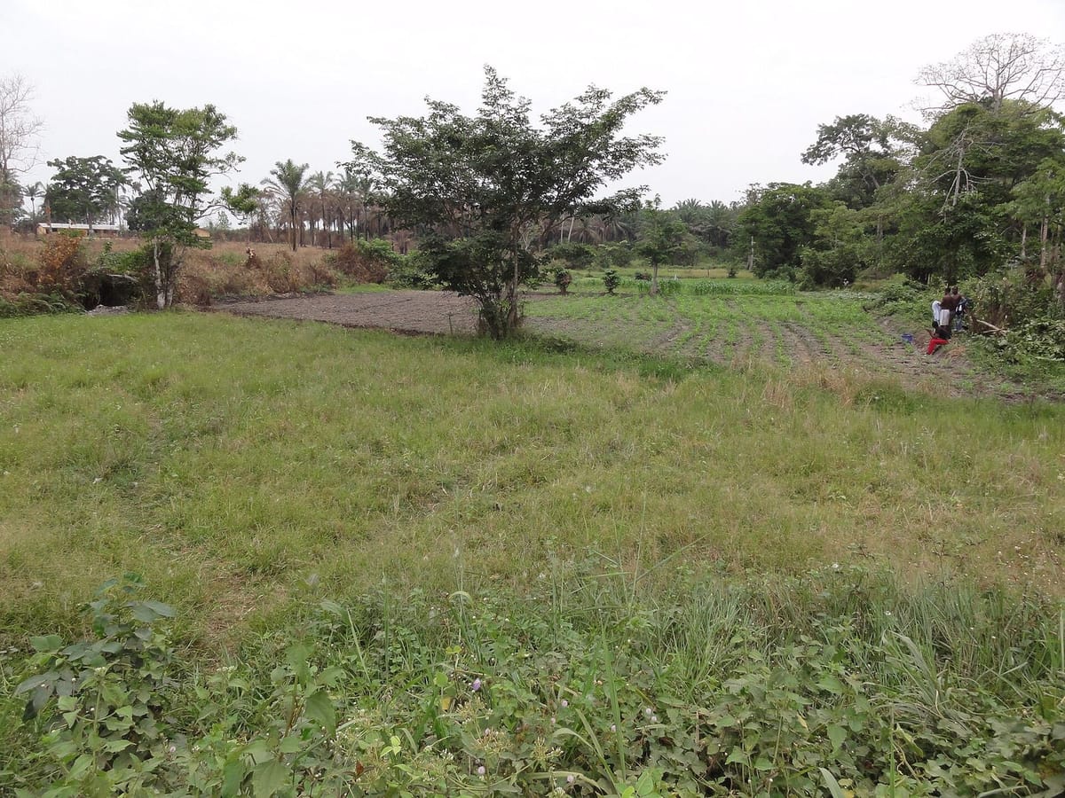 Sawah di lembah sekitar kota Bo