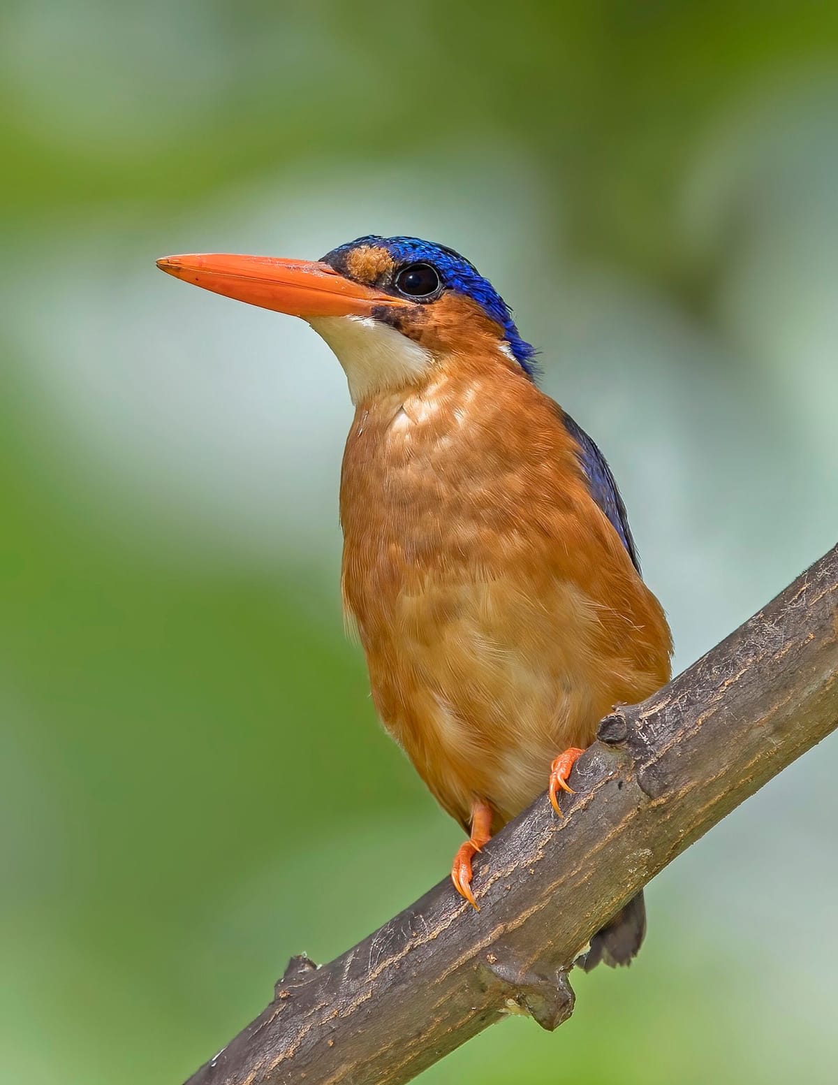 Burung raja-udang malasit endemik São Tomé bertengger di dahan