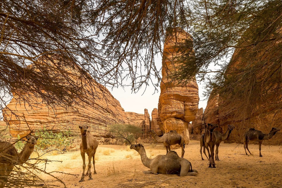 Kafilah unta di antara formasi batu pasir Ennedi, Chad