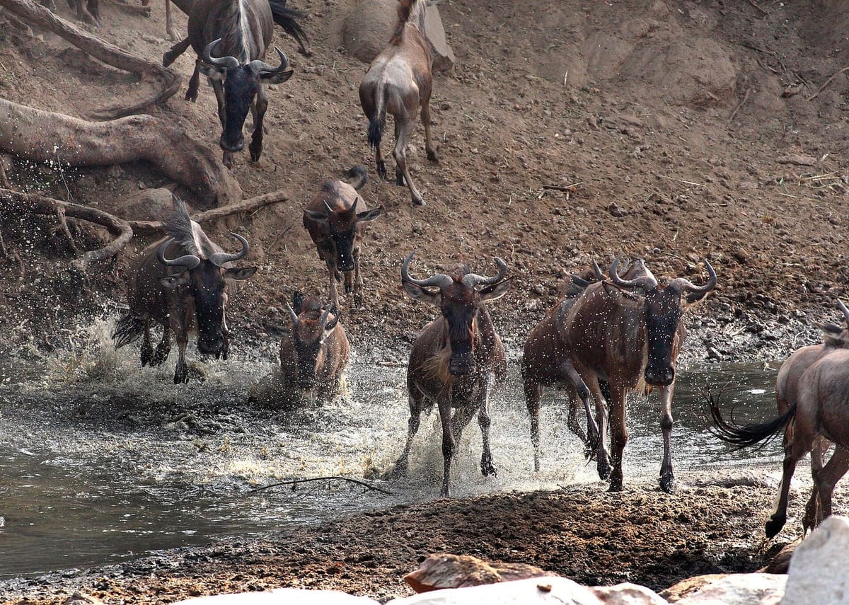 Kawanan wildebeest bermigrasi melintasi Dataran Serengeti