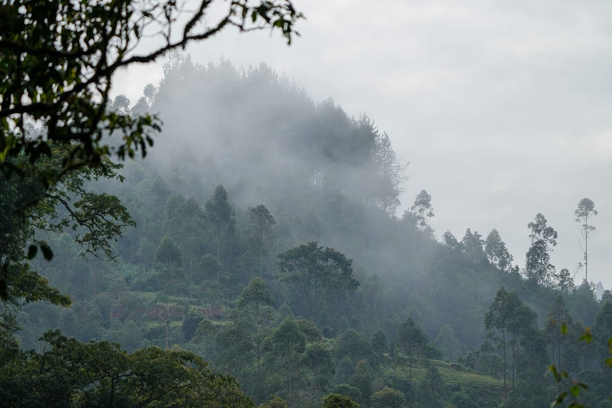 Kabut pagi mengepul di atas hutan hujan Bwindi