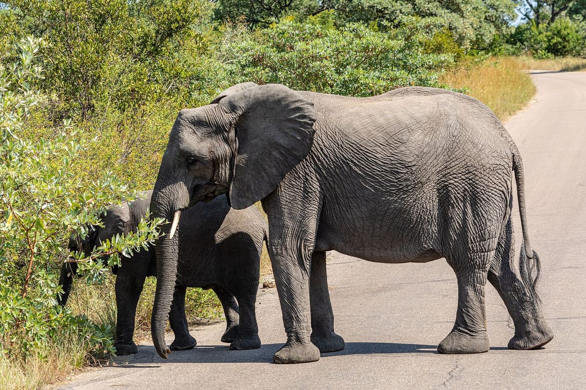 Kawanan gajah Afrika di Taman Nasional Kruger